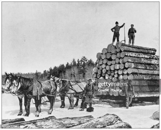 antikes schwarz-weiß-foto von amerikanischen sehenswürdigkeiten: pineries in minnesota - holzstamm stock-grafiken, -clipart, -cartoons und -symbole