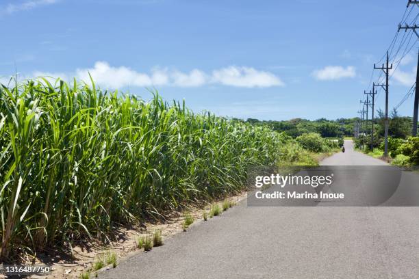 sugar cane road in okinawa - sugar cane field stock-fotos und bilder