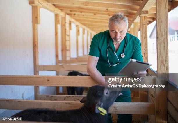 veterinário usando um tablet digital na fazenda. - ox oxen - fotografias e filmes do acervo