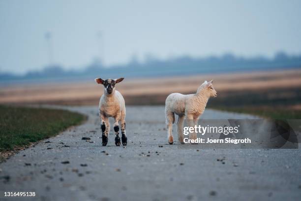 schaafe und lämmer auf einer wiese - nutztier oder haustier - fotografias e filmes do acervo