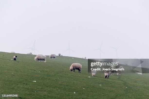 schaafe und lämmer auf einer wiese - nutztier oder haustier - fotografias e filmes do acervo