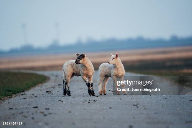 schaafe und lämmer auf einer wiese - viehweide stockfoto's en -beelden