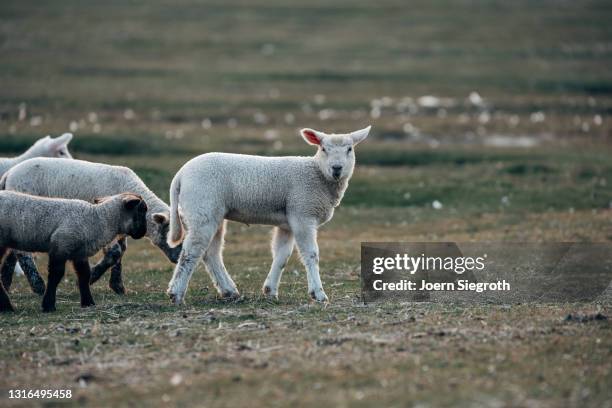 schaafe und lämmer auf einer wiese - viehweide stockfoto's en -beelden