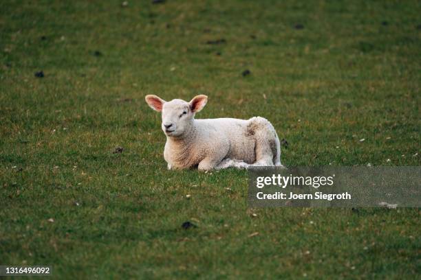 schaafe und lämmer auf einer wiese - viehweide stockfoto's en -beelden