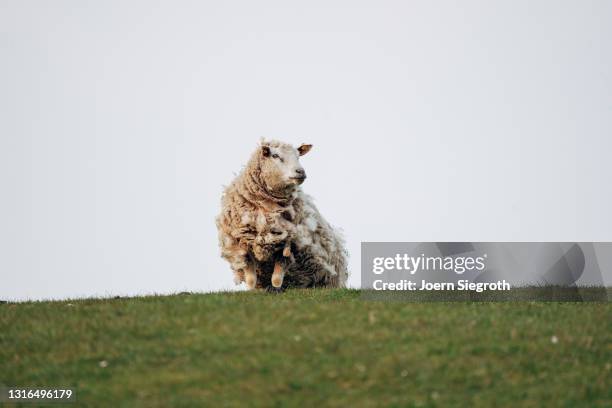 schaafe und lämmer auf einer wiese - viehweide stockfoto's en -beelden