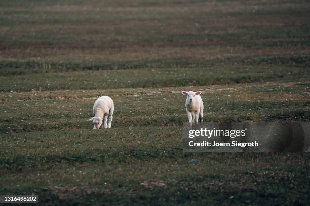 schaafe und lämmer auf einer wiese - nutztier oder haustier - fotografias e filmes do acervo