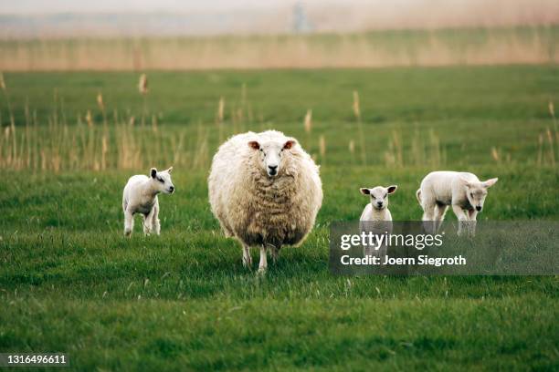 schaafe und lämmer auf einer wiese - viehweide stockfoto's en -beelden