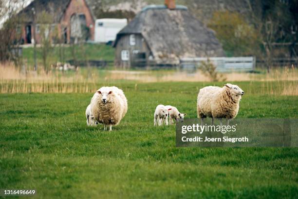 schaafe und lämmer auf einer wiese - viehweide stockfoto's en -beelden