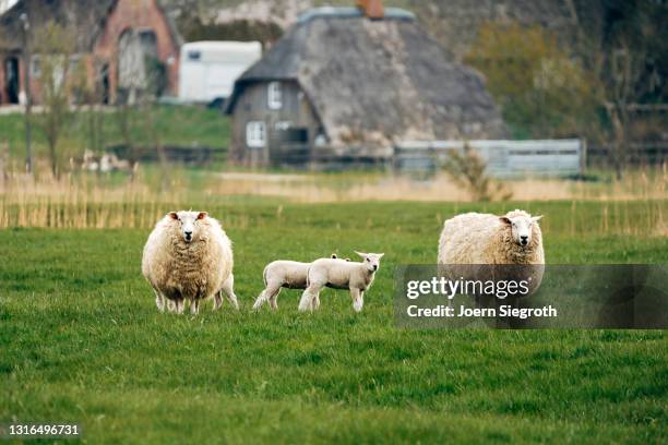 schaafe und lämmer auf einer wiese - viehweide stockfoto's en -beelden