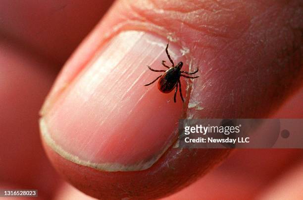 An adult deer tick at Connetquot State Park in Oakdale, New York on December 27, 2011.