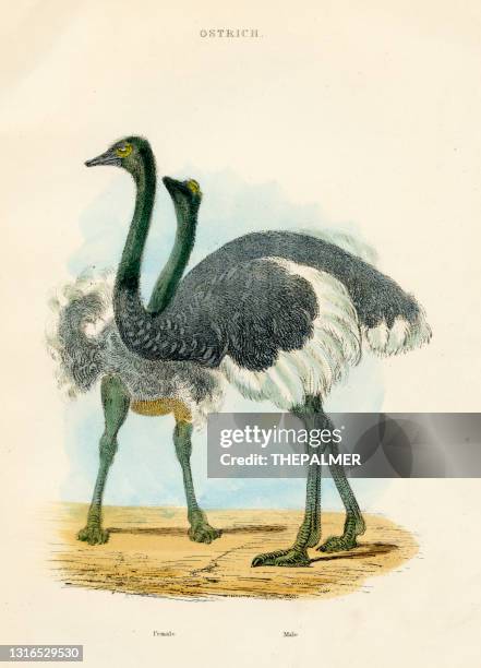 illustrations, cliparts, dessins animés et icônes de gravure d’oiseau d’autruche en 1893 - plume dautruche