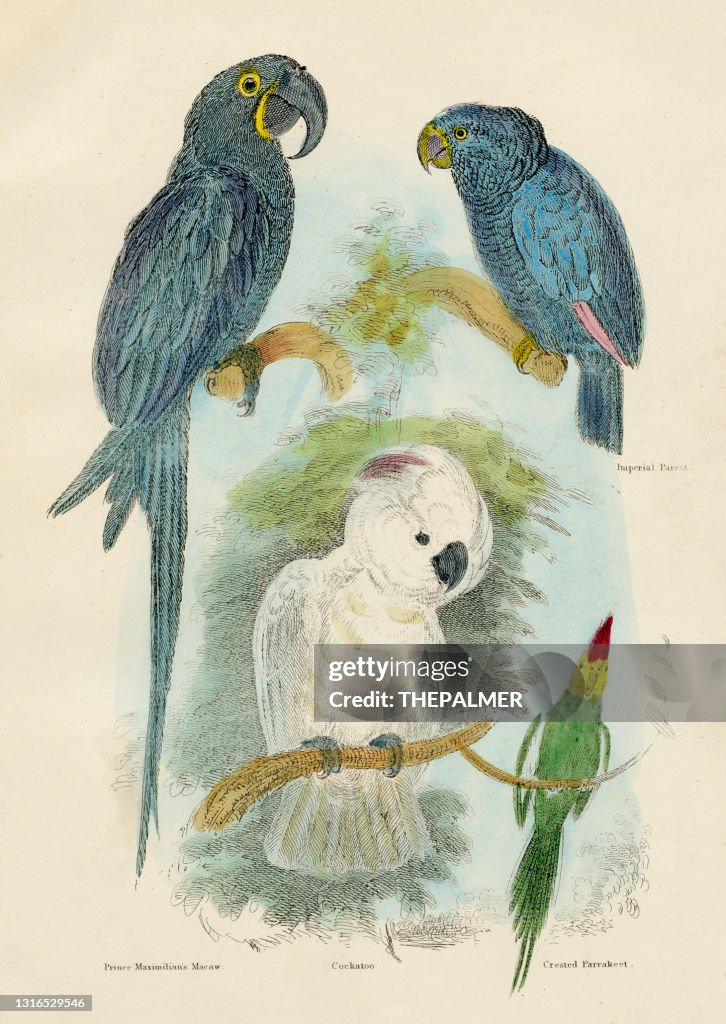 Parrot and macaws bird engraving 1893