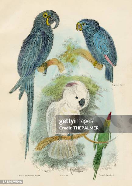 parrot and macaws bird engraving 1893 - egyptian vulture stock illustrations