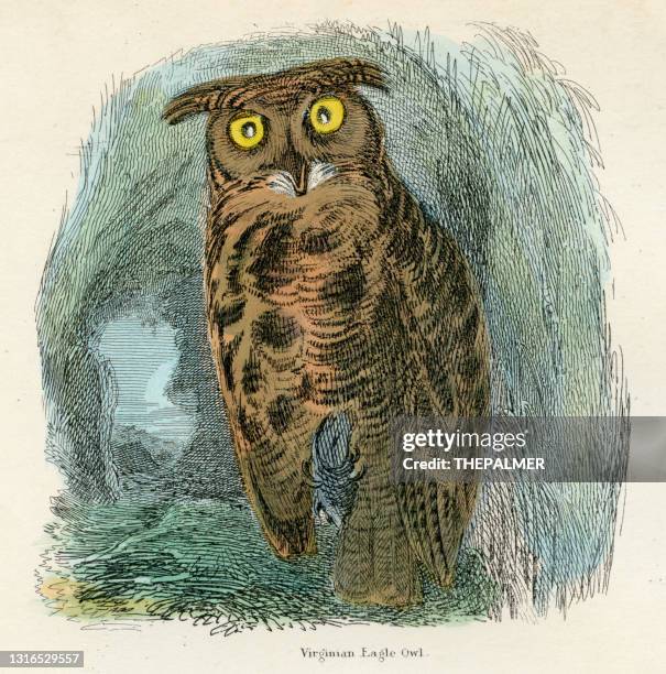 ilustraciones, imágenes clip art, dibujos animados e iconos de stock de virginian águila búho pájaro grabado 1893 - búho real