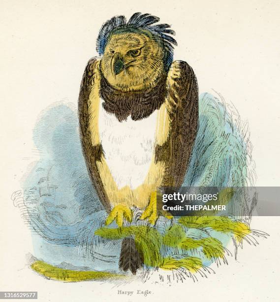 ilustrações, clipart, desenhos animados e ícones de gravura de pássaro-águia harpia 1893 - harpy eagle