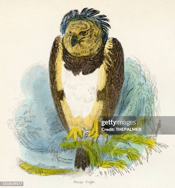 哈皮鷹鳥雕刻 1893 - harpy eagle 幅插畫檔、美工圖案、卡通及圖標