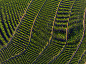 Aerial image of coffee plantation in Brazil
