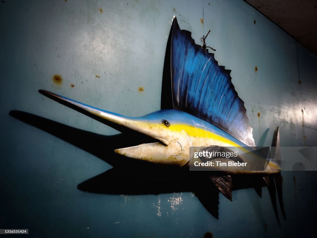 Trophy marlin swordfish decoration on wall