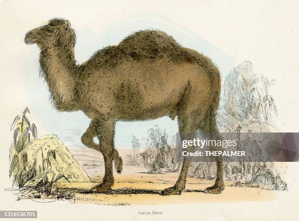 arabian camel engraving 1893 - rhinoceros hornbill stock illustrations