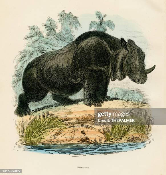 rhinoceros engraving 1893 - rhinoceros hornbill stock illustrations