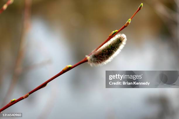 hope - willow tree stock pictures, royalty-free photos & images