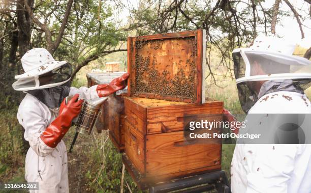 a fourteen year old beekeeper maintaining his hives. - apiculture stock pictures, royalty-free photos & images