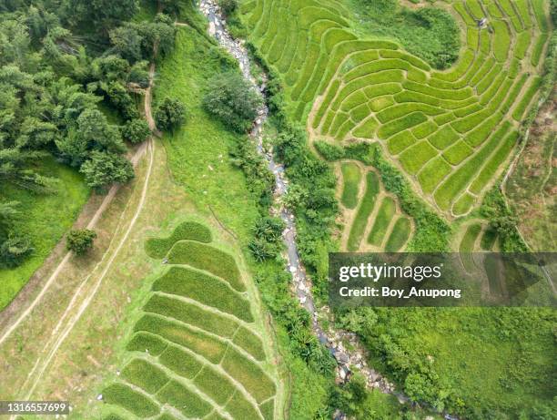Brook Farm Rice Great Brook Farm Photos and Premium High Res Pictures - Getty Images