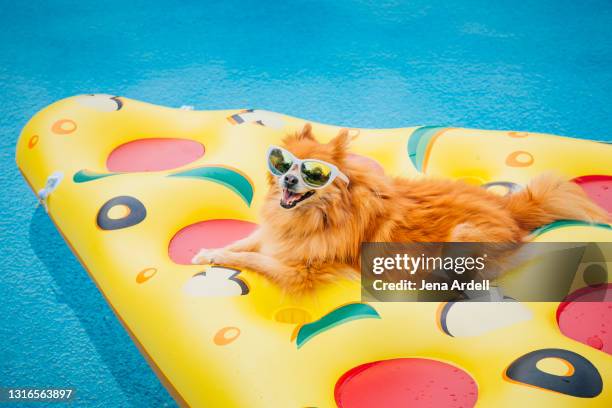 summer dog pool, dog wearing sunglasses in swimming pool on pizza shaped pool float - funny dog fotografías e imágenes de stock