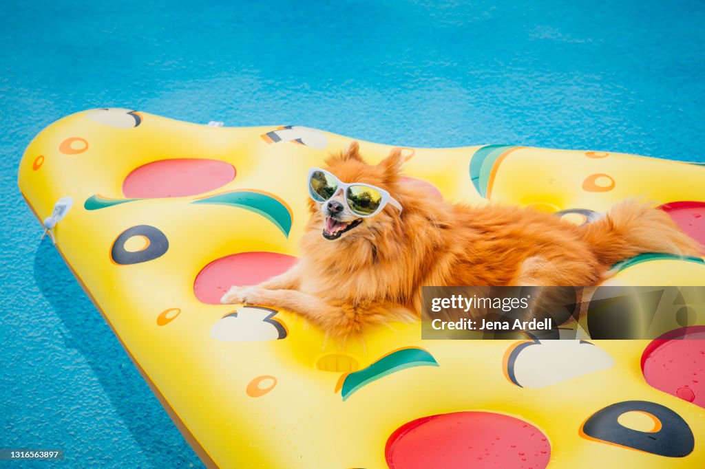 Summer dog pool, dog wearing sunglasses in swimming pool on pizza shaped pool float