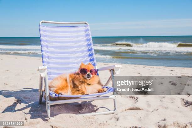 summer dog beach, dog on vacation, dog wearing sunglasses - silla de jardín fotografías e imágenes de stock