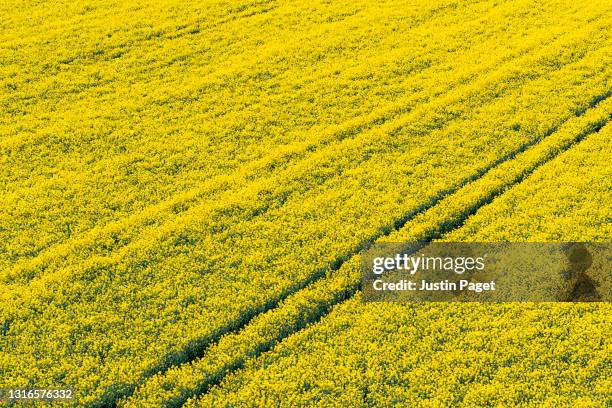 a drone view onto an oilseed rape field - east anglia stock pictures, royalty-free photos & images