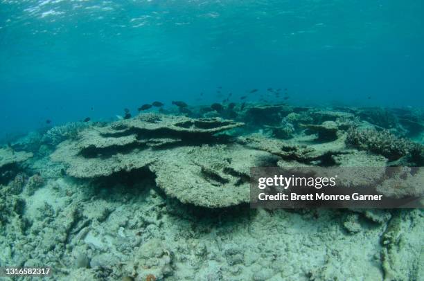 dead coral on the great barrier reef - animal muerto fotografías e imágenes de stock