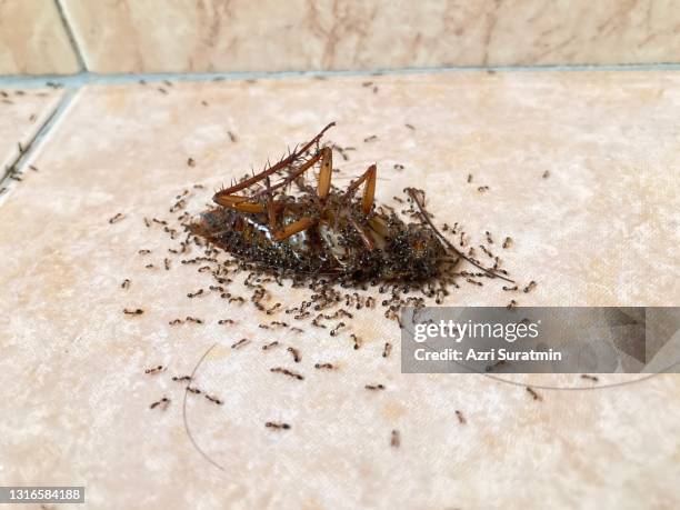 dead cockroach being devoured by black ants - black cockroach stock pictures, royalty-free photos & images