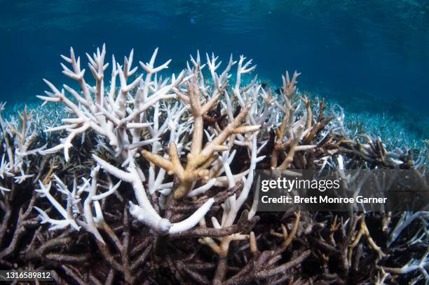 coral bleaching on the great barrier reef - coral bleaching stock pictures, royalty-free photos & images