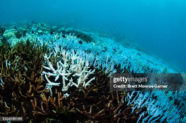 coral bleaching on the great barrier reef - soft coral stock-fotos und bilder