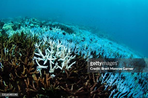 coral bleaching on the great barrier reef - soft coral stockfoto's en -beelden