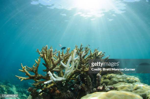dead coral after coral bleaching - coral madrépora fotografías e imágenes de stock
