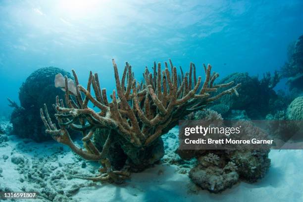 dead coral after coral bleaching - acropora sp stock pictures, royalty-free photos & images