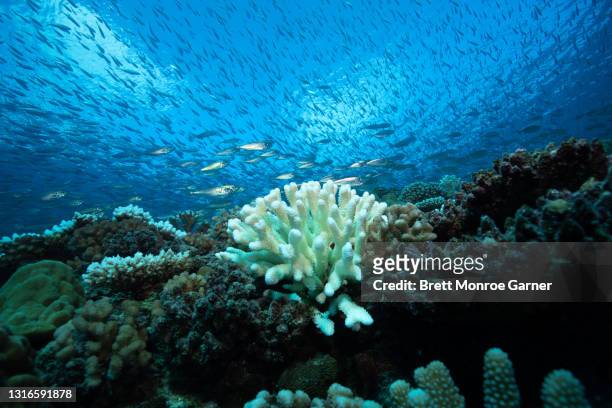 coral bleaching - marinebasis stock pictures, royalty-free photos & images