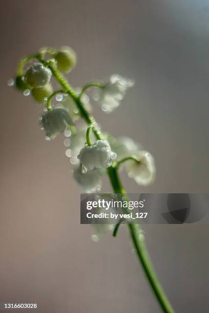 macro shot of lily of the valley - lily of the valley stockfoto's en -beelden