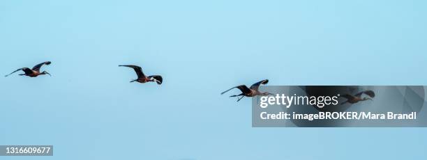 glossy ibis (plegadis falcinellus), four birds in flight against a blue sky, donana national park, huelva province, andalusia, spain - provincia de huelva stock pictures, royalty-free photos & images