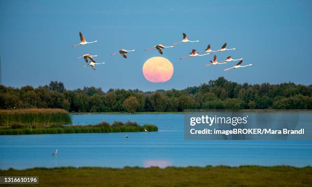 greater flamingos (phoenicopterus roseus) in flight, pink flamingos in front of the setting sun over a lake, donana national park, huelva province, andalusia, spain - parque nacional de donana stock pictures, royalty-free photos & images