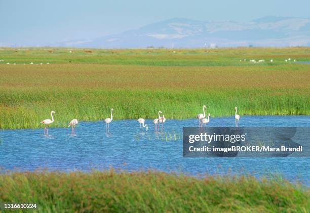 greater flamingos (phoenicopterus roseus) standing in shallow water, donana national park, huelva province, andalusia, spain - provincia de huelva stock pictures, royalty-free photos & images