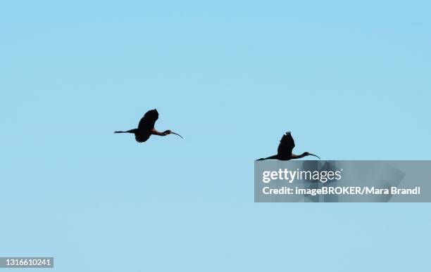 glossy ibis (plegadis falcinellus), two birds in flight against a blue sky, donana national park, huelva province, andalusia, spain - provincia de huelva stock pictures, royalty-free photos & images