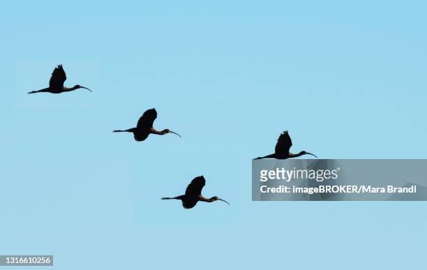 glossy ibis (plegadis falcinellus), four birds in flight against a blue sky, donana national park, huelva province, andalusia, spain - provincia de huelva stock pictures, royalty-free photos & images