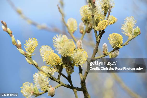 pussy willow - saule blanc photos et images de collection