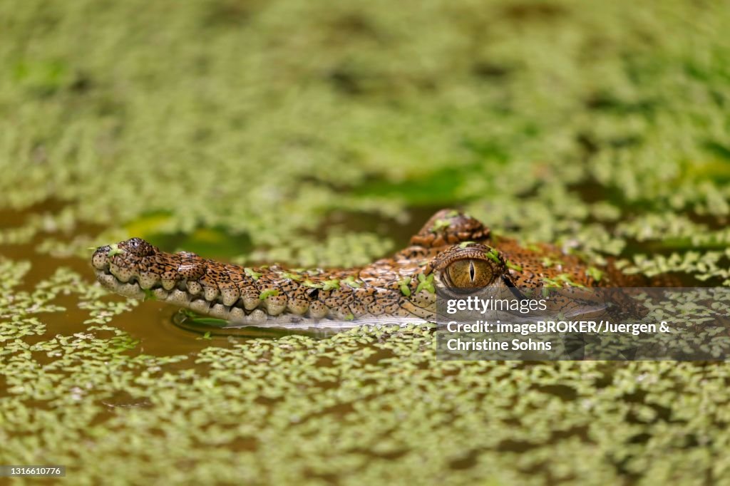 Australia Crocodile (Crocodylus johnsoni), juvenile, in water, portrait, captive