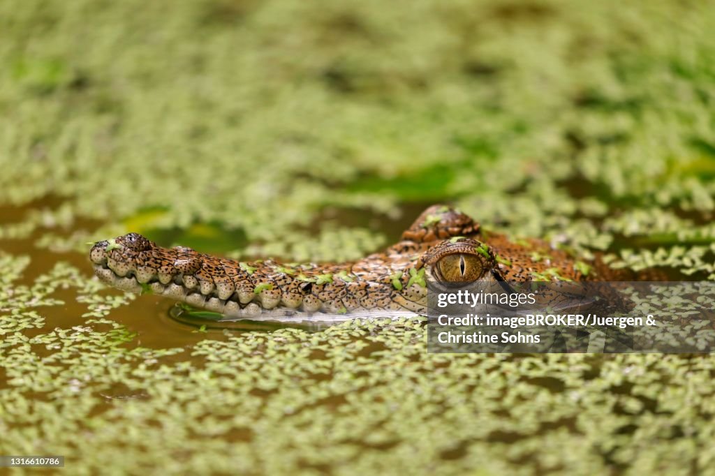Australia Crocodile (Crocodylus johnsoni), juvenile, in water, portrait, captive