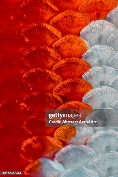 abstract close up shot of vibrant koi carp scales, oxfordshire, england, united kingdom - koi carp stock pictures, royalty-free photos & images