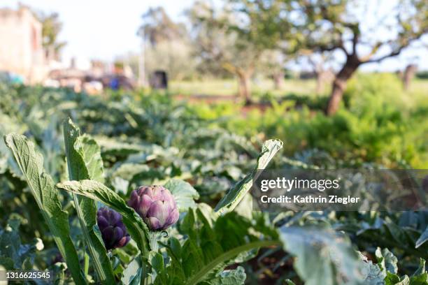 artichokes growing in vegetable garden - alcachofra - fotografias e filmes do acervo